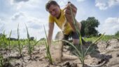 schade droogte zwolle