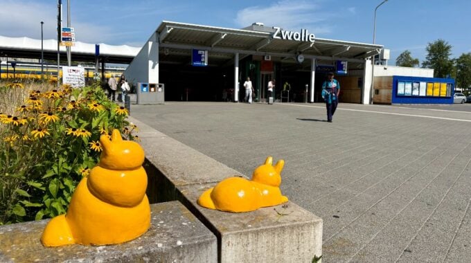 katten spoorzone zwolle