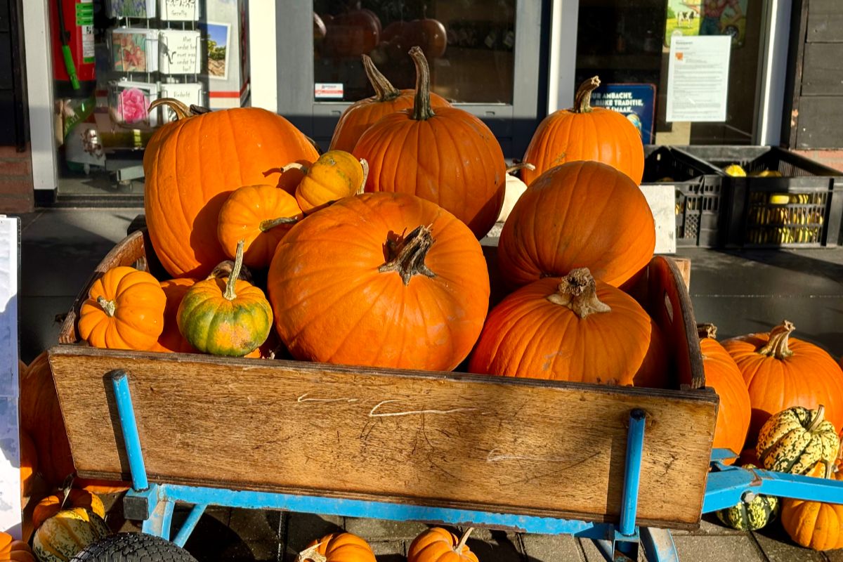 Pompoenen in alle soorten en maten: bij deze pompoenboerderijen in en rondom Zwolle koop je ze