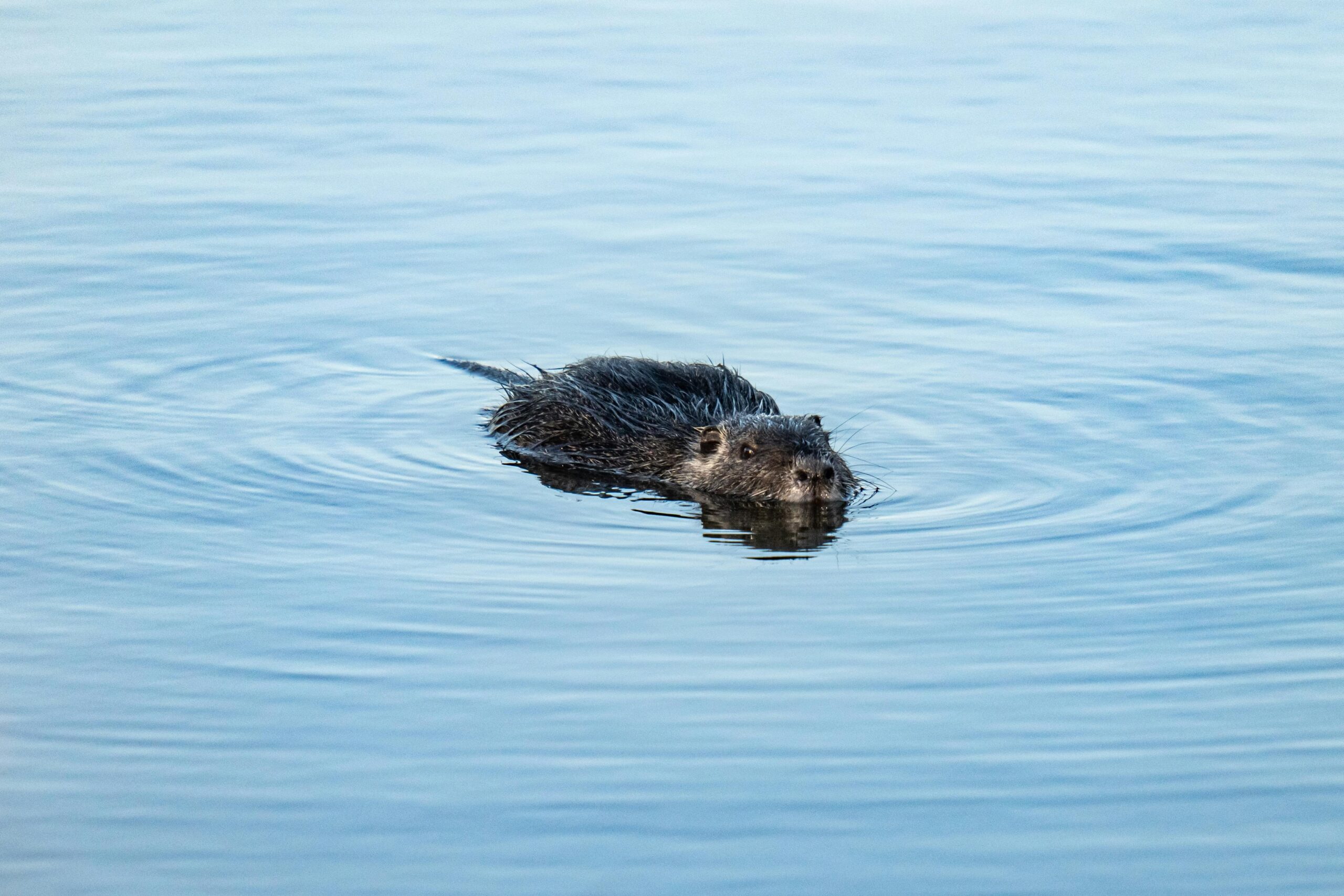 Wildlife in de stad: bever duikt weer op in Zwolse gracht